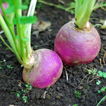 Turnip